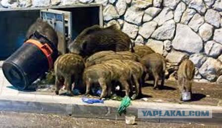 Довелось же мне поселиться в таежной глуши