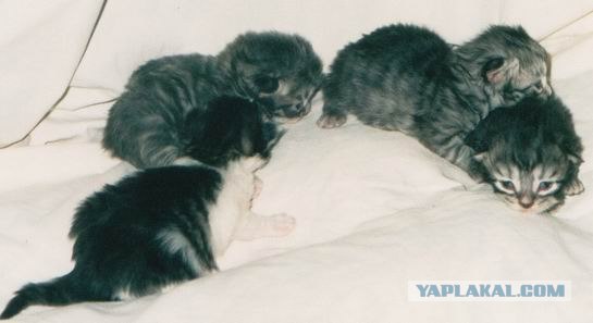 Ура, котовторник! (01.07.2008)