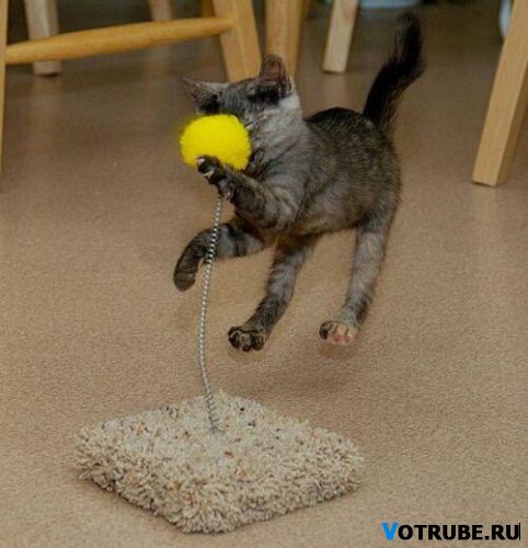 Котовторник (13.01)