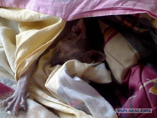 Котовторник 14.09.2010 Голые кошки на Yaplakal