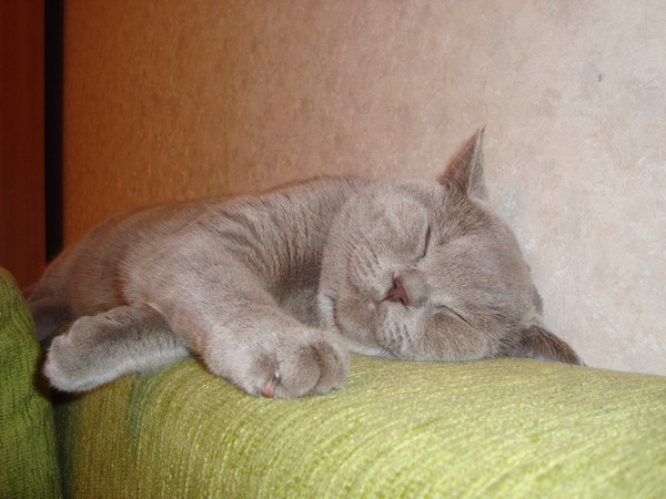 It's Catursday Fever! (Котовторник)
