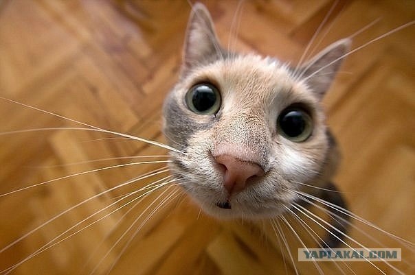 Котовторник 30.10.2012