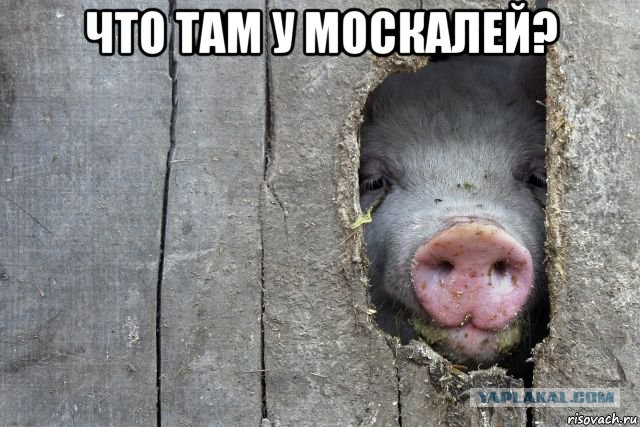Сегодня Путин приедет в Крым официально открывать трассу «Таврида»