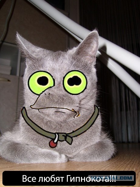 Отжабте моего кота