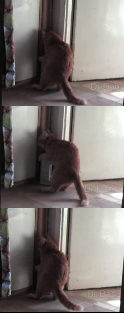 Кот - тяжелоатлет