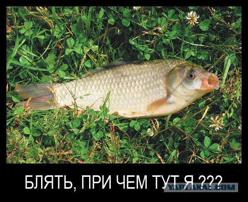 Комментарии
