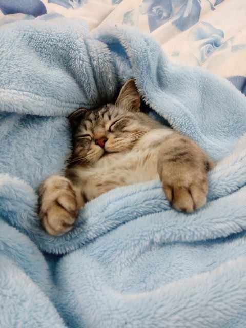 Сегодня отмечается День укутывания в пледы