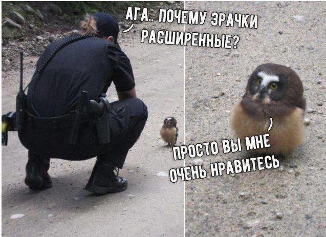 Нуштош. Соотношение четного и бледного (s5e2)