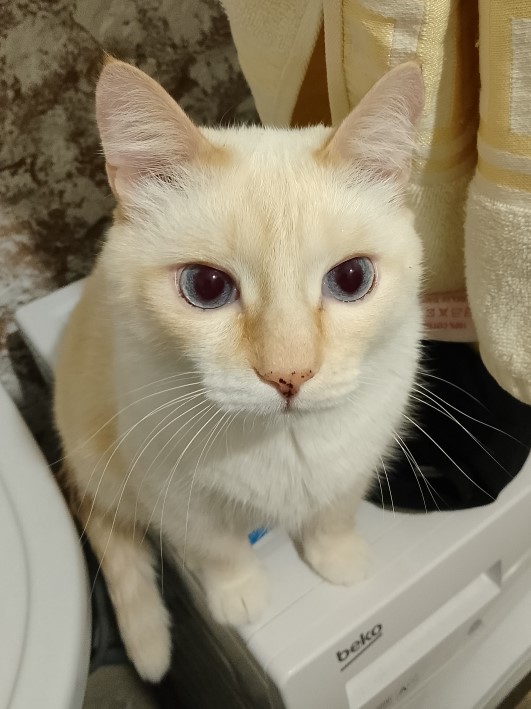 А котовторник уже пришёл?