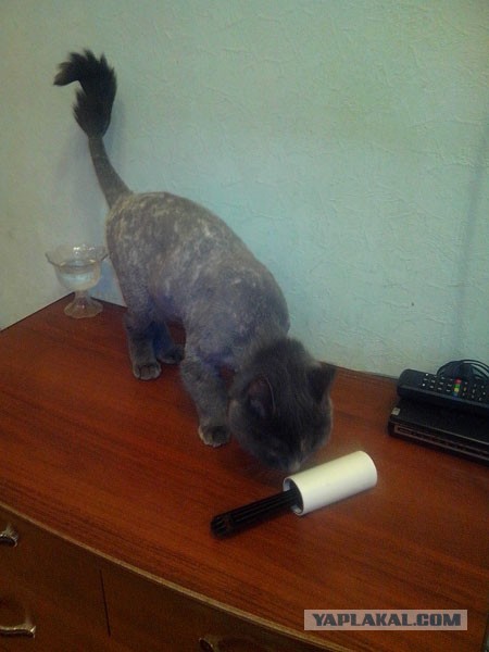 Подстригли кота