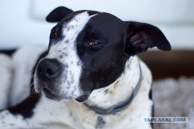 Дагестанцы объявляют месть фашистам на Украине