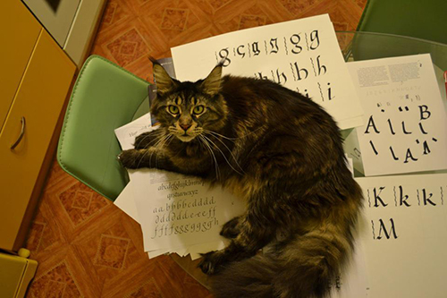 Коты, которые всегда рады помочь своему хозяину