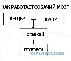 Как работает собачий мозг