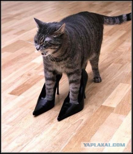 Котовоскресенье