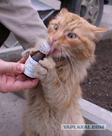 Не все котики одинаково фотогеничны