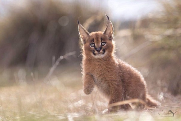 Подборка картинок 29.02.16