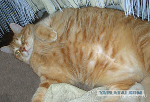 Этого кота убьют на ваших глазах за 5000 рублей