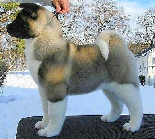 Прикольные животные