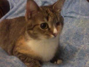Котовторник 20.12.2016