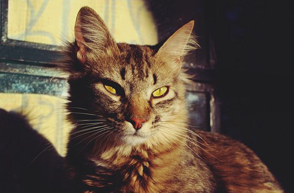 Коты и Кошки