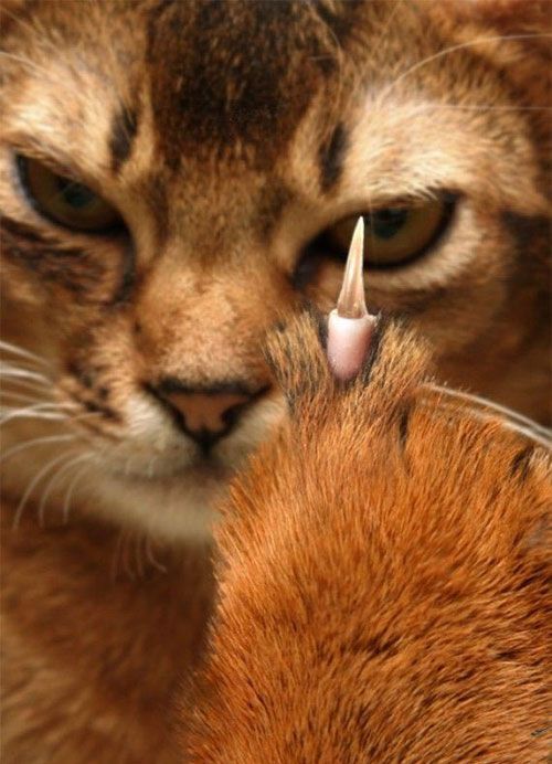 Прикольные коты на среду! ОЧЕНЬ МНОГО!