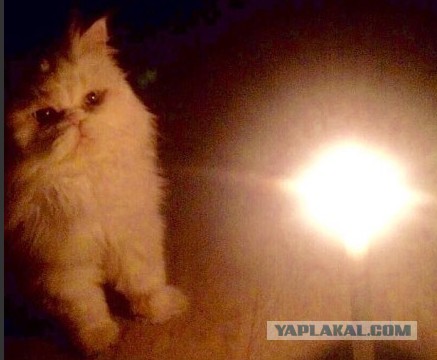 Подборка котов с лампой.