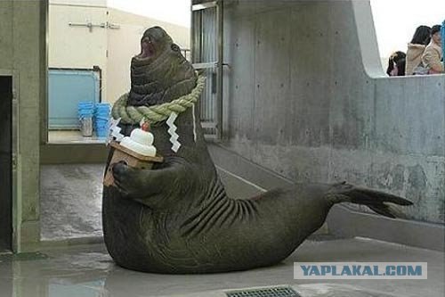 Забавный морж