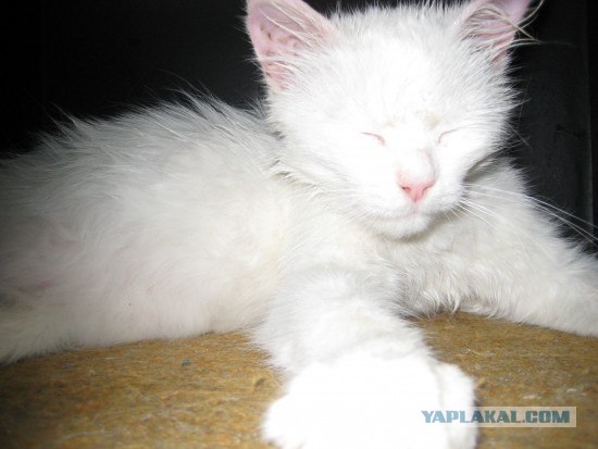 Котовторник (13.01)
