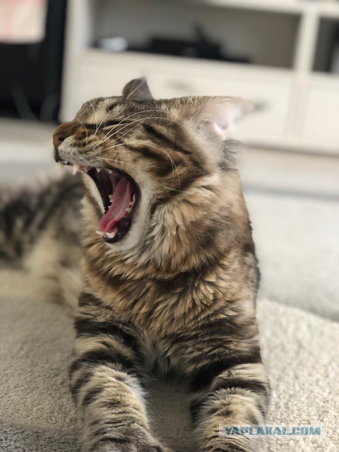 Котовторник  31.07.2018