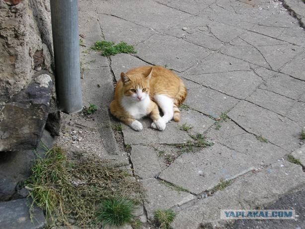 Котовторник (24.03)
