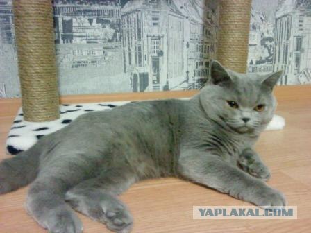 Котовторник 15.02.2011