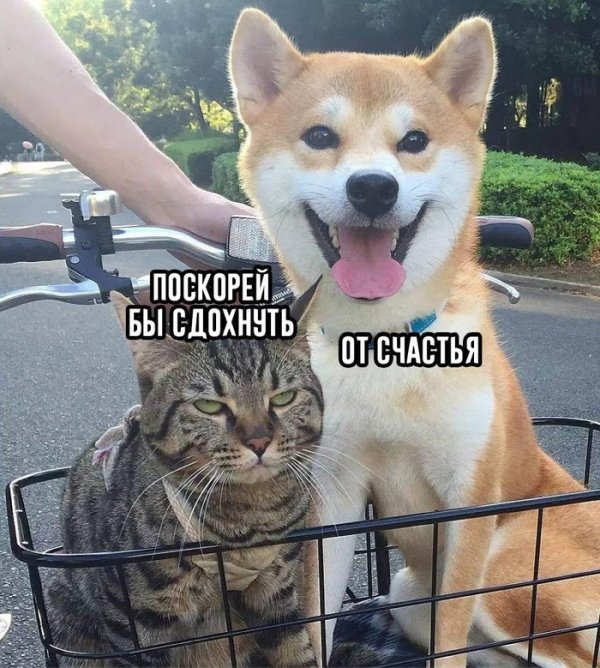 Нестандартный юмор