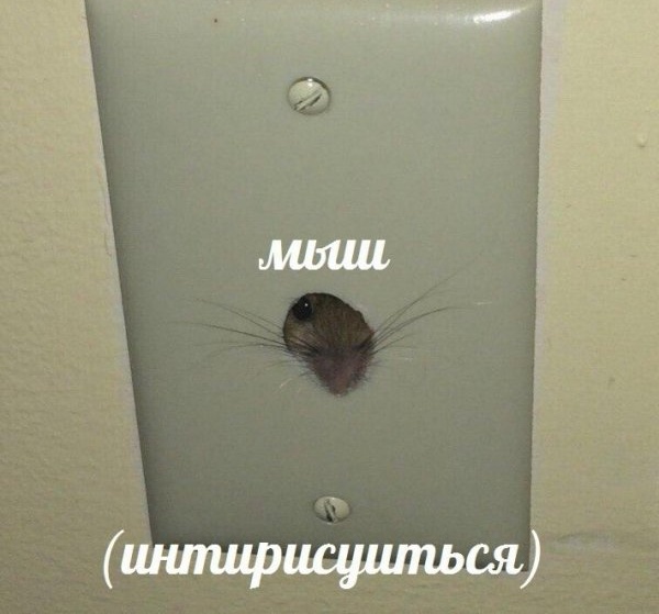 Милые животные. Мимиметр сломался