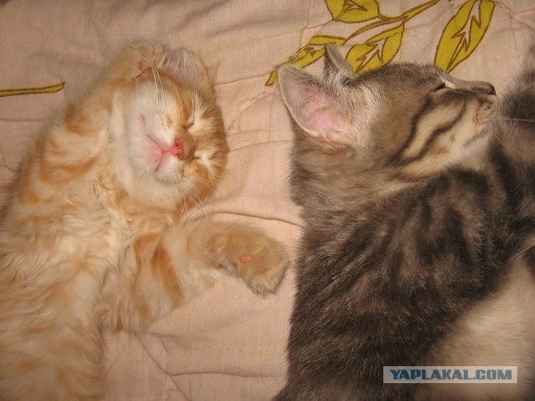 Сонный Котовторник