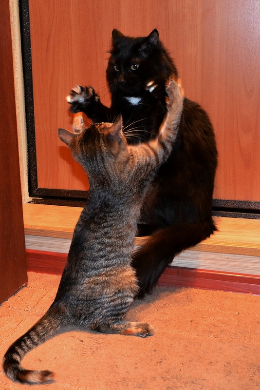 Котовторник 27.12.11