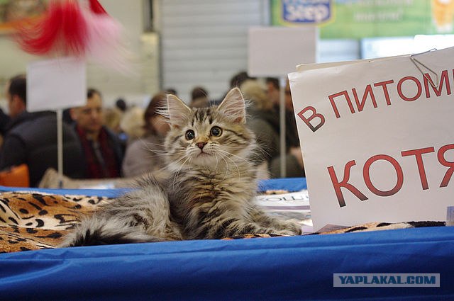 Котовторник! 13.03.2012