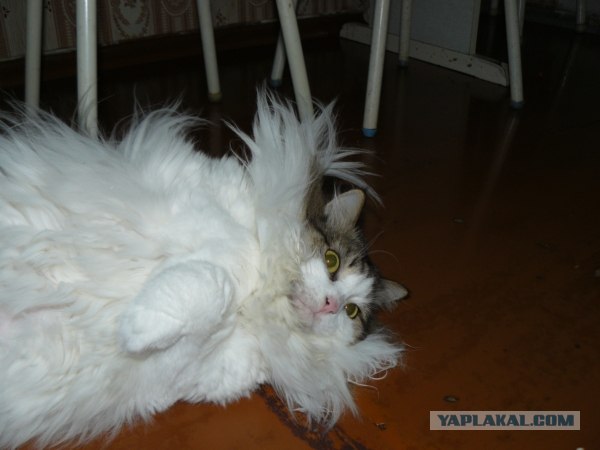 Котовторник  21.08.12