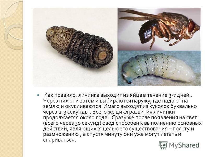 Личинки насекомых описание. Овод личинка окукливание. Имаго личинка личинки. Оводы паразитические насекомые.