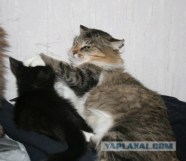 Картинки на котовторник 1.09.20