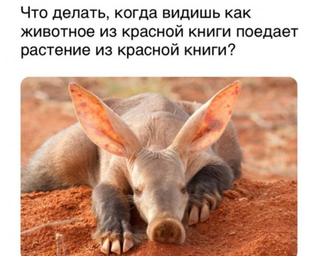 Картинки и мемы для настроения 13.04.2021