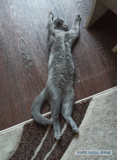 К котовторнику