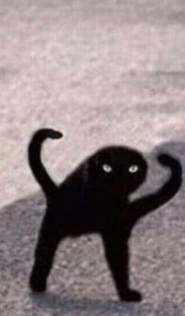 Кот