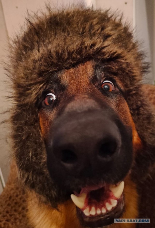Хорошие мальчики