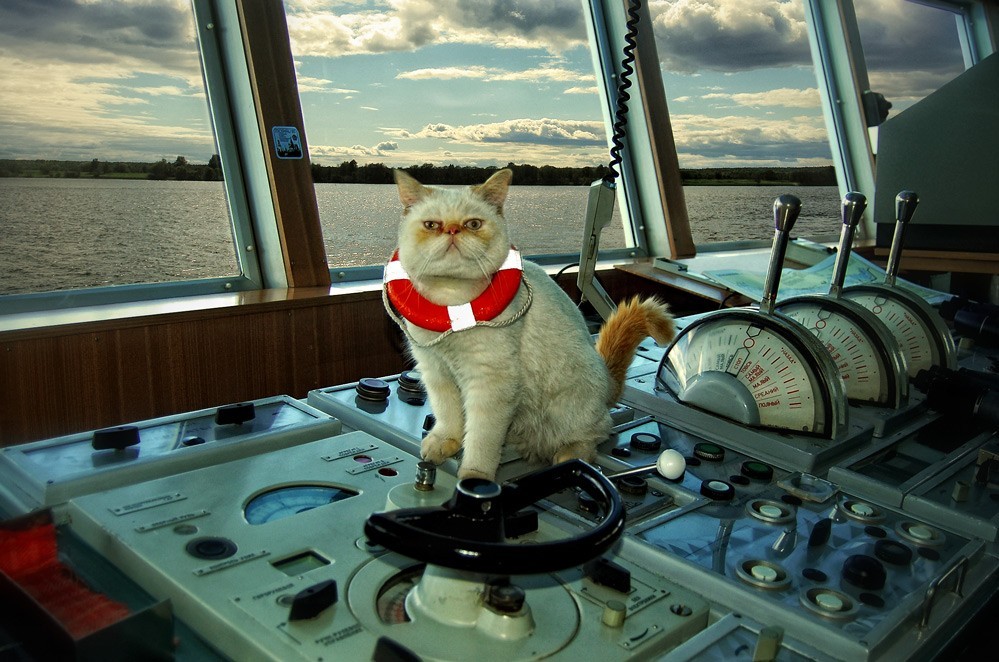 Котов корабль в честь кого назван. Кот на корабле. Кот Капитан корабля. Корабельный кот. Кот на паруснике.