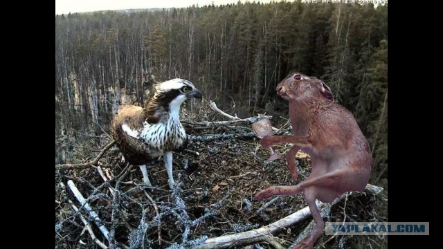 Онлайн трансляция из гнезда Kalakotkas