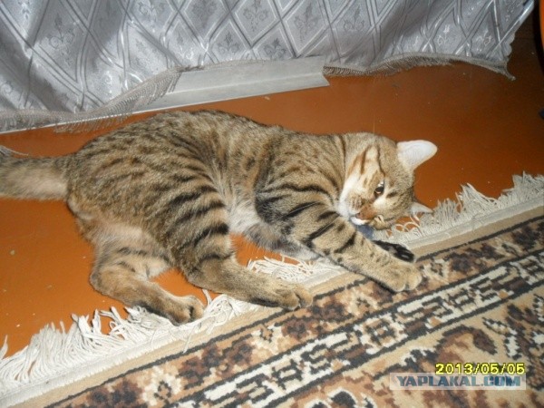 Котовторник  07.05.2013