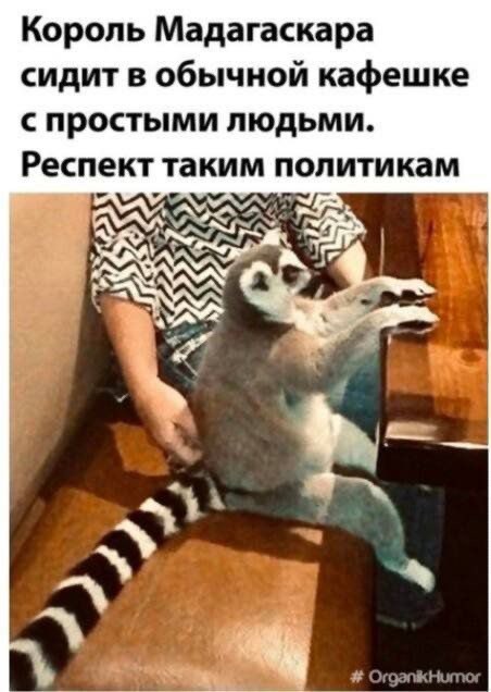 Немного забавных картинок от 22.08.2024