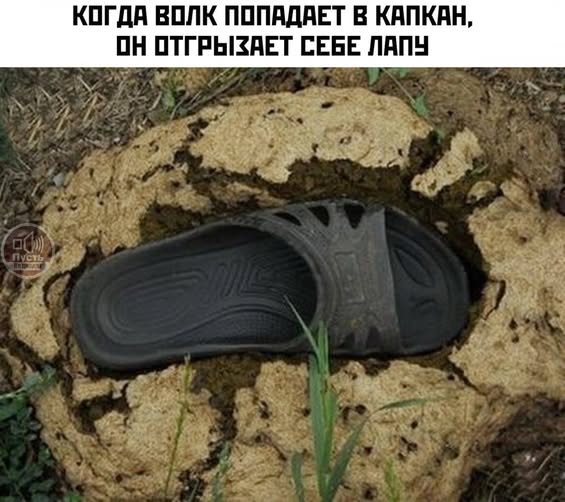 Веселые картинки в пятницу (03.02)