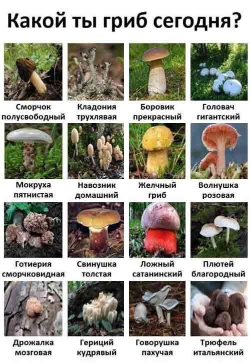 Веселые картинки в пятницу (25.09)