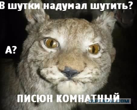 Самый обычный Лис